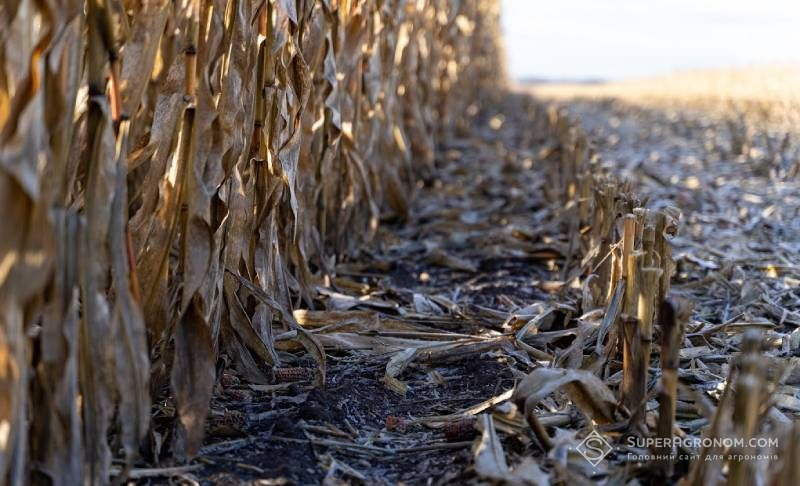 Ви зараз переглядаєте Українські аграрії досі продовжують збирати кукурудзу, 14% урожаю ще в полі