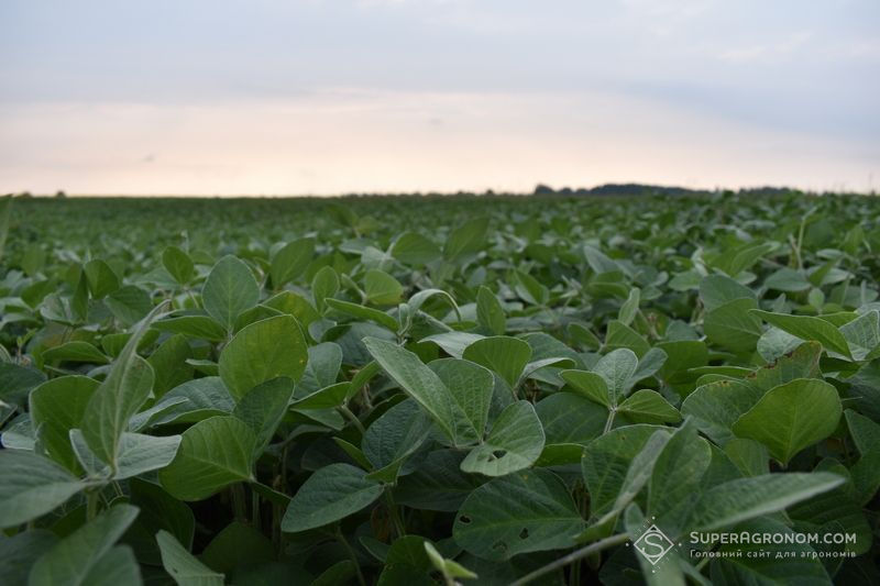 Ви зараз переглядаєте В НІБУЛОН планують скоротити посіви під соєю на користь кукурудзи