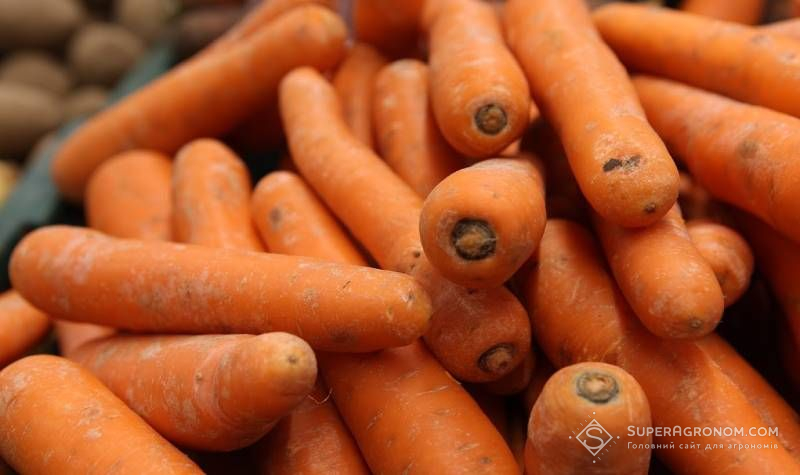 Ви зараз переглядаєте В Україні формується нова карта овочівництва з новою спеціалізацією регіонів — думка