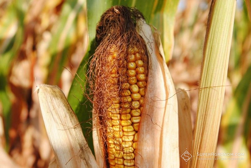 Ви зараз переглядаєте В USDA зменшили прогноз урожаю кукурудзи в Україні на 2025/2026 МР