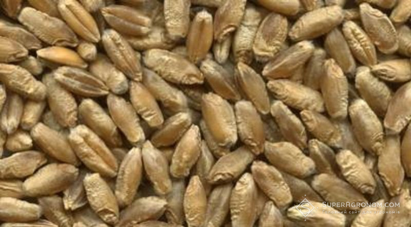 Ви зараз переглядаєте Врожай 2025 може перевищити логістичні можливості України — прогноз УЗА