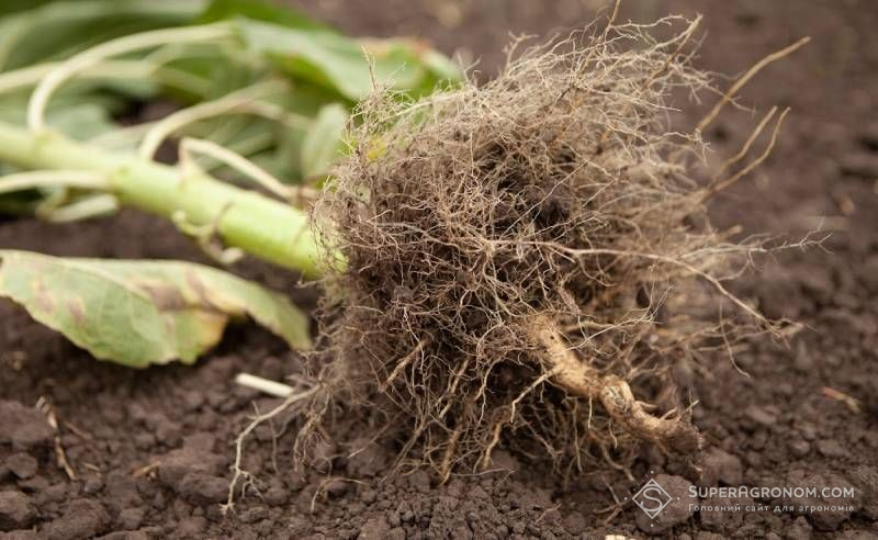Ви зараз переглядаєте За зміцнення коренів для кращого проникнення крізь ущільнений ґрунт відповідає конкретний ген — дослідження