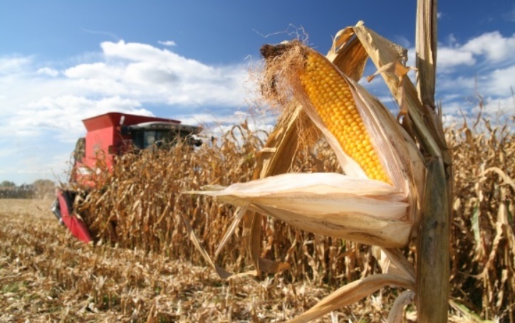 Ви зараз переглядаєте Жнива кукурудзи в «Агрейн» завершені: перевиконання плану на чверть і рекордні показники Чернігівщини