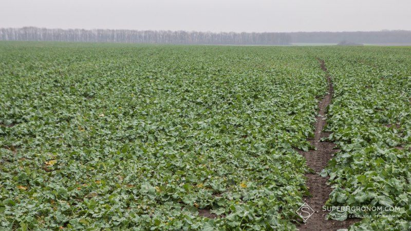 Ви зараз переглядаєте Зимове живлення ріпаку калієм: експерти розповіли про доцільність