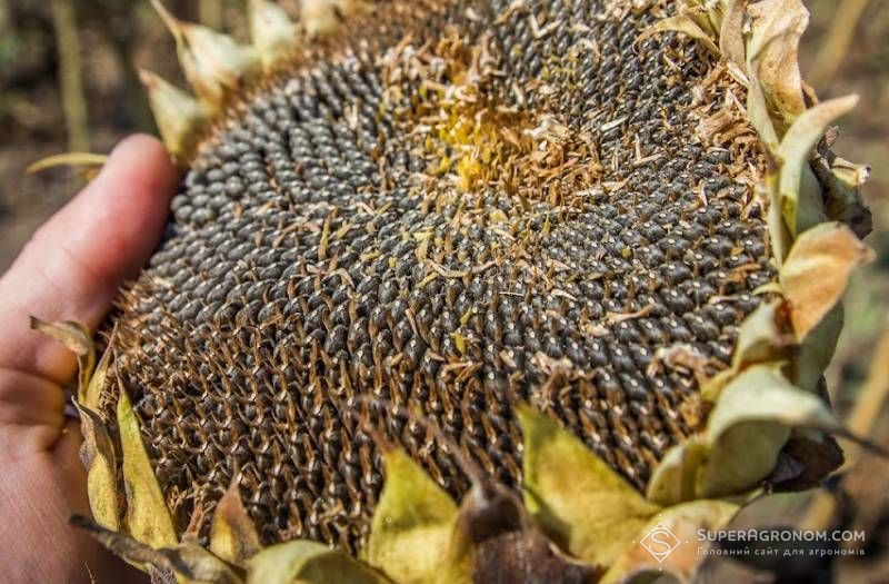 Ви зараз переглядаєте Зростання цін на соняшник та сою в Україні зберігається завдяки попиту