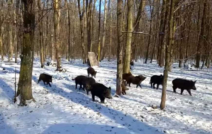 Ви зараз переглядаєте АЧС: на Прикарпатті посилюють контроль популяції диких свиней
