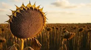 Ви зараз переглядаєте Ціни на соняшник зросли до $678 за тонну попри подвоєння собівартості переробки