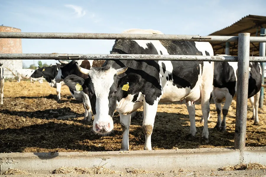 Ви зараз переглядаєте На Хмельниччині фірма обвинуваченого в корупції нардепа збудує молочну ферму