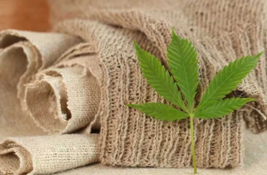 Ви зараз переглядаєте В Європі виготовлятимуть пряжу з українських конопель