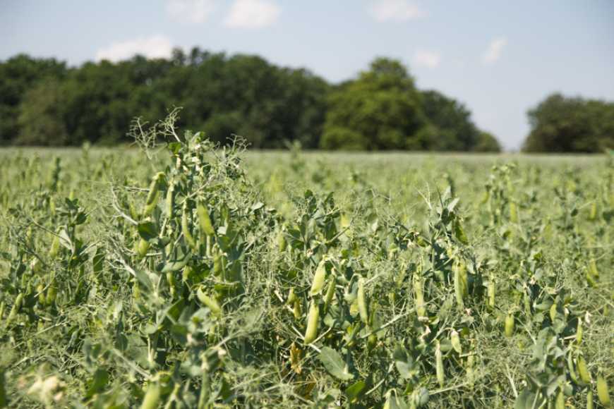 Ви зараз переглядаєте Площі під коноплями та горохом в Україні зростатимуть завдяки появі потужностей з їхньої переробки ‒ Соболев