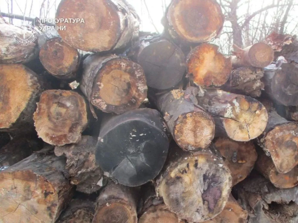 Ви зараз переглядаєте На Буковині викрито спробу незаконного експорту деревини до ЄС