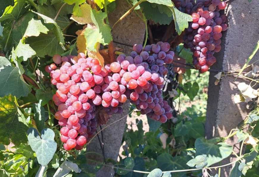 Ви зараз переглядаєте На Одещині родинна виноробня нарощує виробничі потужності