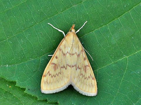 Ви зараз переглядаєте Одну з основних загроз для кукурудзи у сезоні-2026 становитиме стебловий метелик