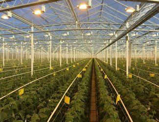 Ви зараз переглядаєте Рівномірне освітлення теплиць спрощує догляд за рослинами