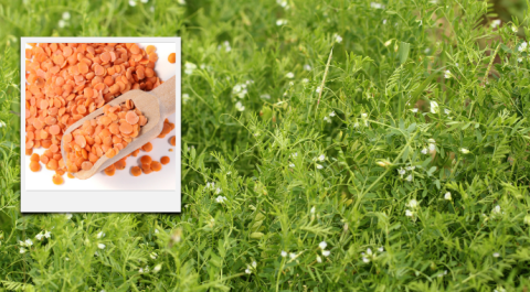 Ви зараз переглядаєте Сочевиця може частково замінити горох на українських полях