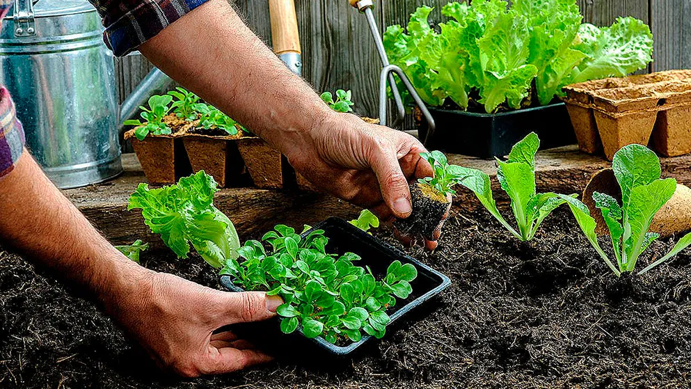 Ви зараз переглядаєте Стало відомо, у які дні сіяти овочі та зелень, щоб мати щедрий врожай