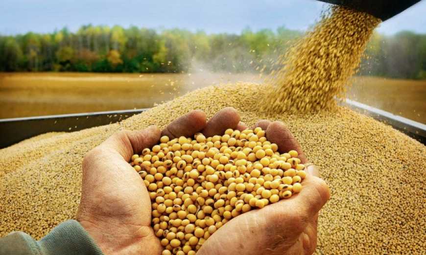 Ви зараз переглядаєте Термін подання заявок для звільнення від експортного мита на сою та ріпак подовжено