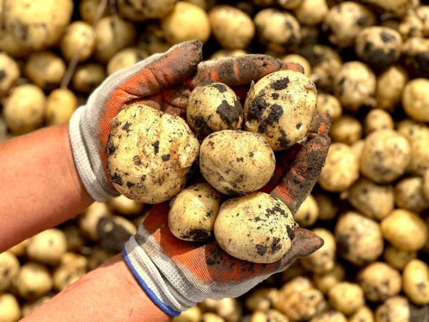 Ви зараз переглядаєте Ціни на картоплю в Україні за тиждень зросли на 16%