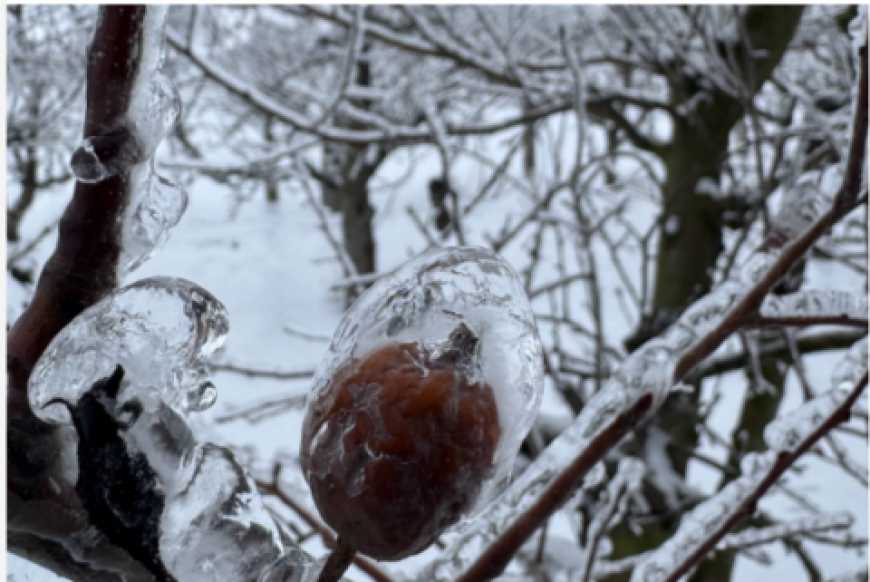Ви зараз переглядаєте Фермер розповів, як захистити сад від обледеніння