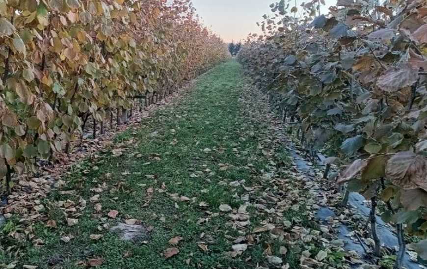 Ви зараз переглядаєте Власник розсадника планує створити на Хмельниччині промисловий фундуковий сад
