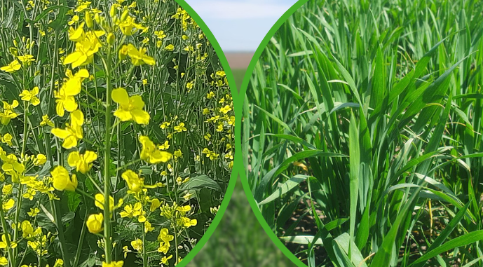 Ви зараз переглядаєте Єврокомісія прогнозує скорочення імпорту пшениці, бобових та ріпаку до ЄС в наступні 10 р