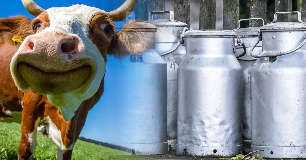 Ви зараз переглядаєте Молочна галузь шукає вихід із кризи на тлі слабкого попиту та імпорту