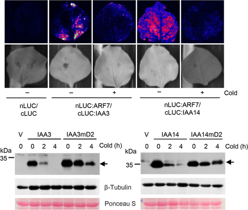 Ви зараз переглядаєте Вчені встановили механізм, що змінює ріст рослин в умовах холодового стресу