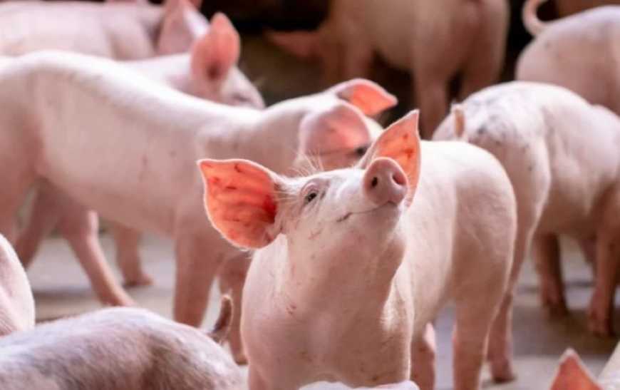 Ви зараз переглядаєте Ринок живця: в Україні фіксується зростання цін