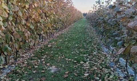 Ви зараз переглядаєте Американська селекція та шпалерна технологія дають урожай фундука 5 т/га