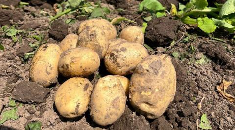 Ви зараз переглядаєте Німецькі картоплярі закликають до розробки єдиної стратегії боротьби зі шкідниками