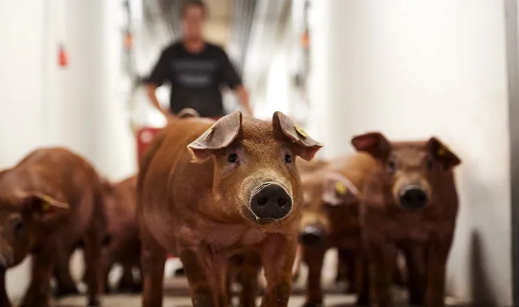 Ви зараз переглядаєте DanBred разом із Vilomix виводять генетику свиней в Україні на новий рівень