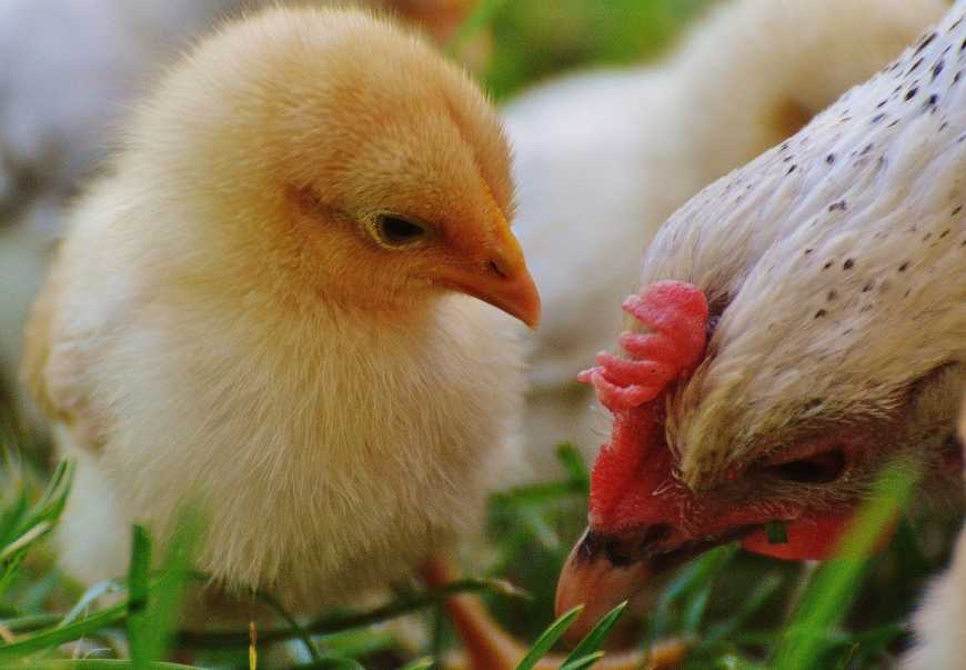 Ви зараз переглядаєте В Україні у 2025 році зросло поголів’я птиці