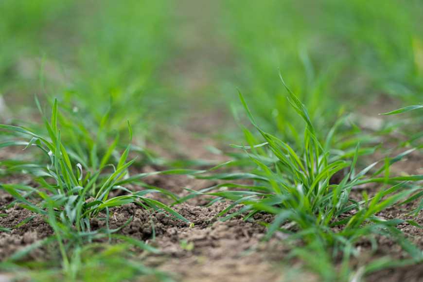 Ви зараз переглядаєте В Україні площа посівів озимих культур цьогоріч може становити понад 5 млн га