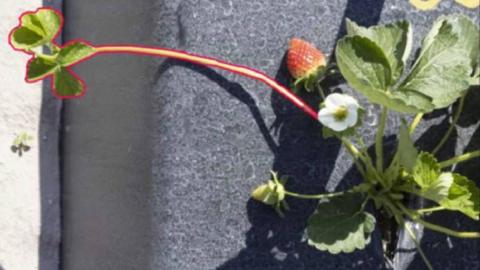 Ви зараз переглядаєте У США розробляють технологію на базі ШІ для полегшення догляду за суницею