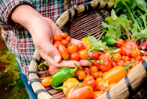 Ви зараз переглядаєте 90% експорту української органічної продукції купує Європа