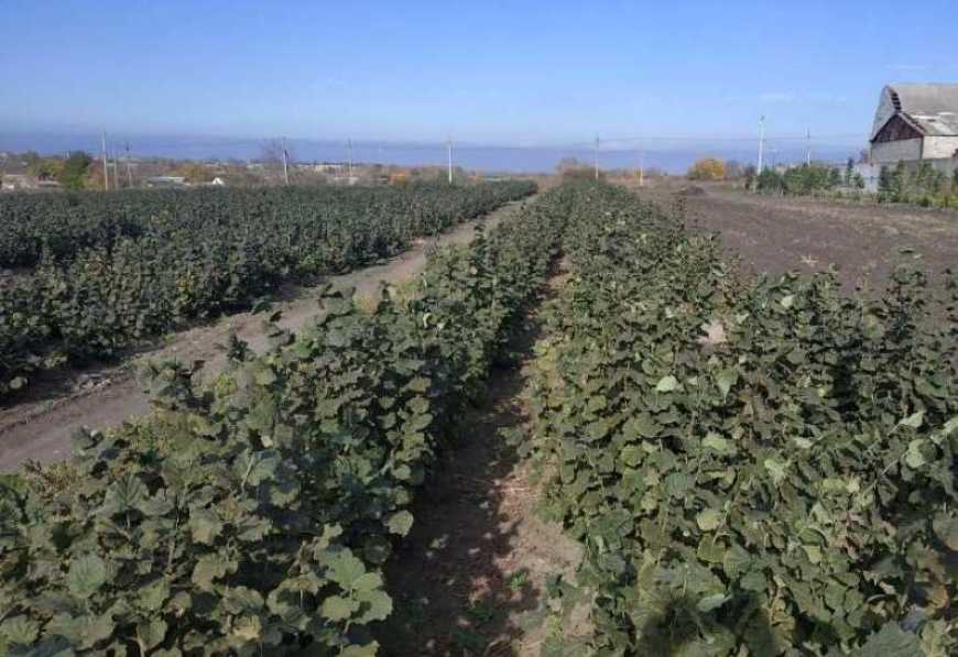 Ви зараз переглядаєте На Одещині створили горіховий сад на 105 га