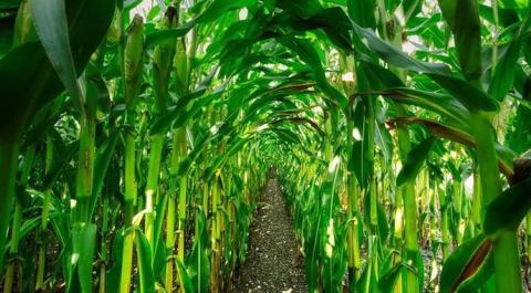 Ви зараз переглядаєте Названо гібриди кукурудзи, які варто обирати в умовах кліматичних змін