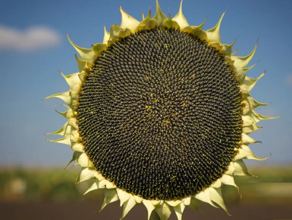 Ви зараз переглядаєте Соняшник застряг у ціновій пастці: переробники стримують закупівлі через дорогу енергію