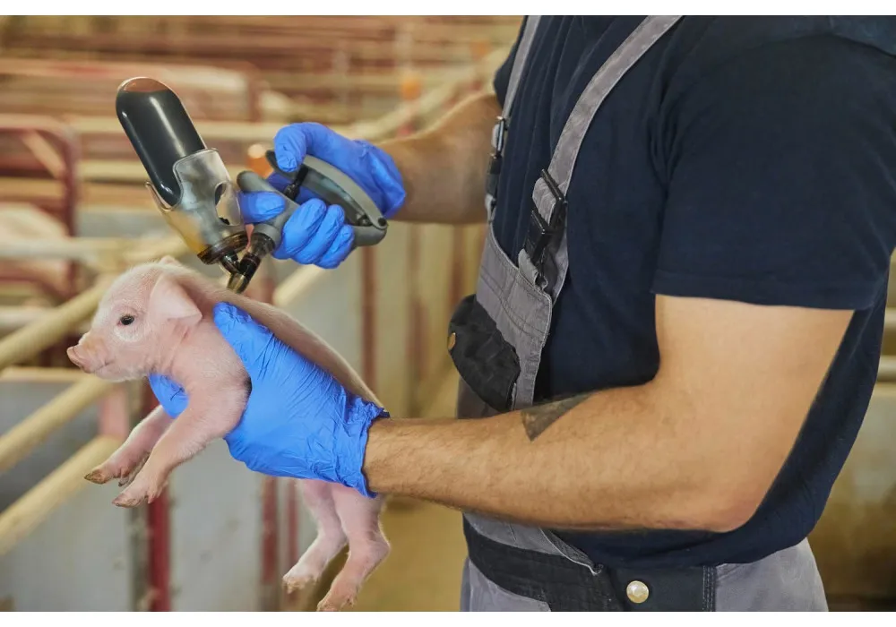 Ви зараз переглядаєте Скільки коштів втрачає українське свинарство від відмови від вакцинації свиней