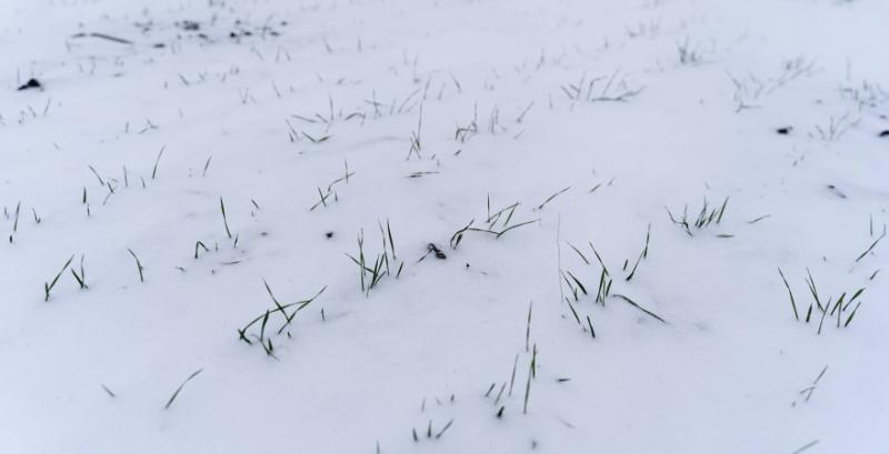 Аграрії Буковини збільшили посівні площі озимих культур