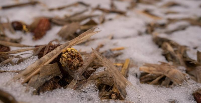 Аграрії намолотили майже 29 млн т кукурудзи