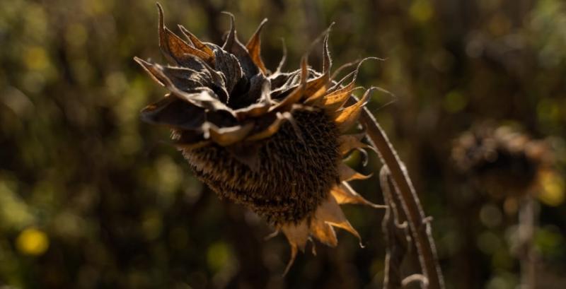 Аналітики прогнозують зниження цін на соняшник Аналітики прогнозують зниження цін на соняшник