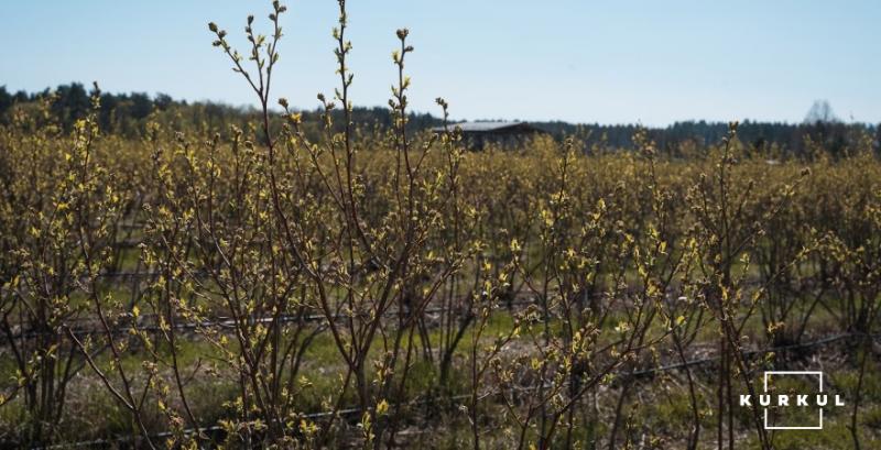 Асоціація виробників лохини працюватиме над виходом на нові експортні ринки