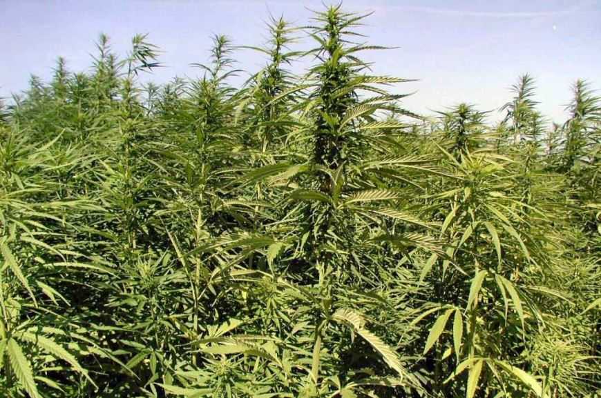 Ви зараз переглядаєте В Україні площі технічних конопель перевищили 3 тис. га