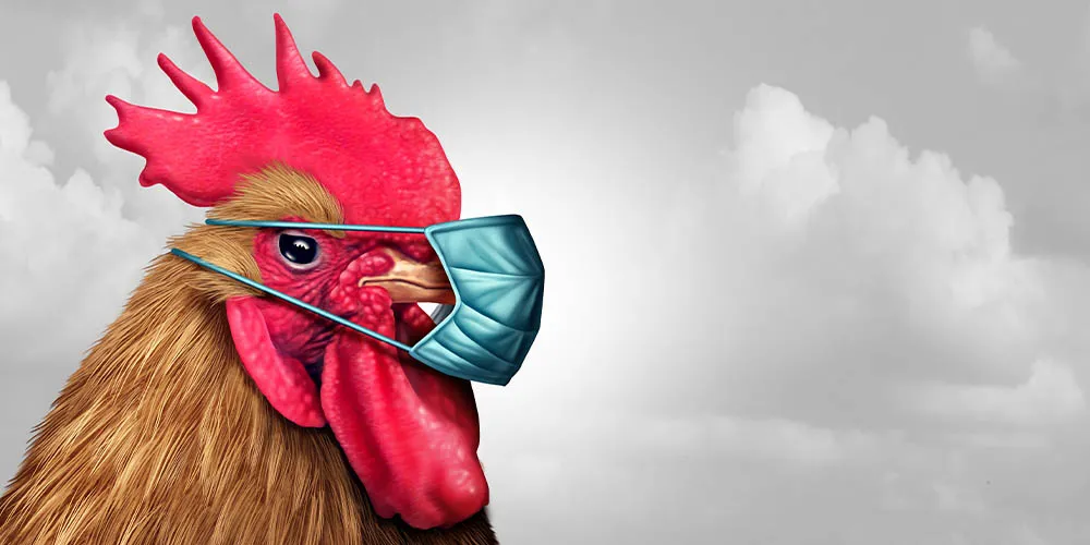 Ви зараз переглядаєте На Чернігівщині спалах пташиного грипу