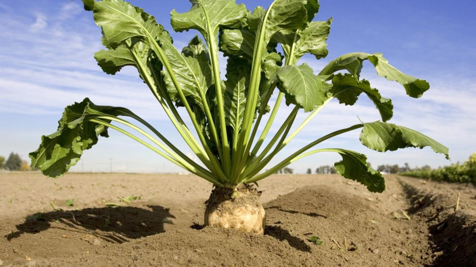 Ви зараз переглядаєте Аграрії Вінниччини зібрали в 2025 р понад 2,2 млн т цукрових буряків