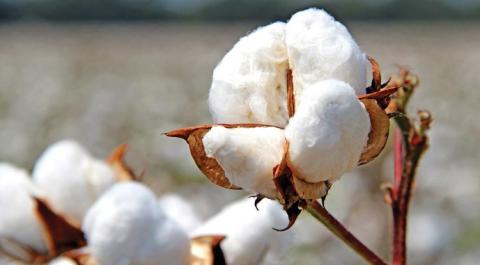 Ви зараз переглядаєте Дотації за бавовник отримали аграрії трьох областей