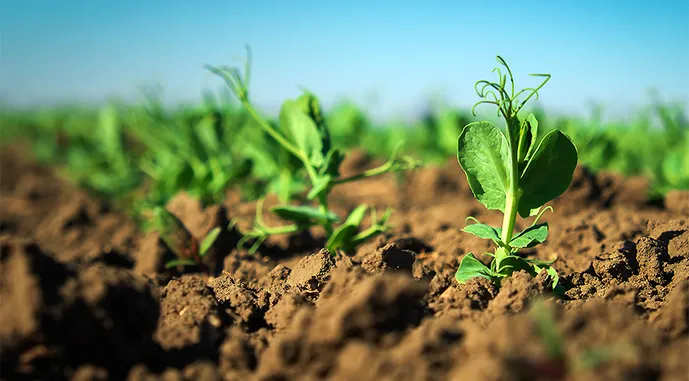 Ви зараз переглядаєте Названо перспективні культури для вирощування в Україні