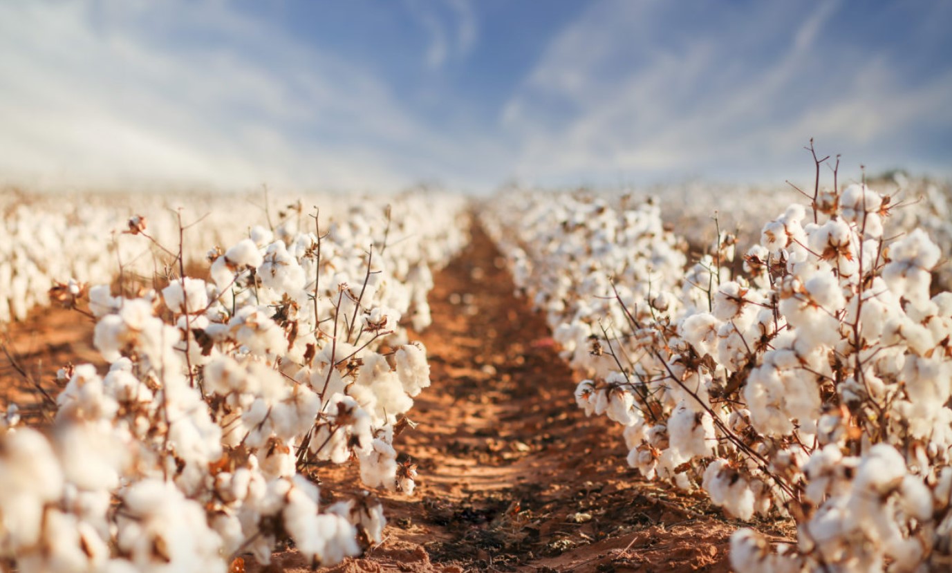Ви зараз переглядаєте Світові ціни на бавовну злетіли до максимуму за два місяці