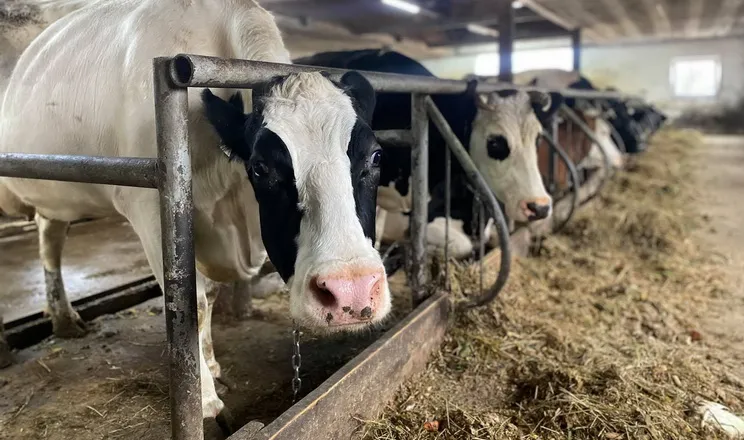 Ви зараз переглядаєте На Одещині виявлено ферму-концтабір, де тримають незареєстрованих корів